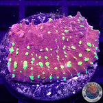 Echinophyllia spp. “Acid Rain” AD Special