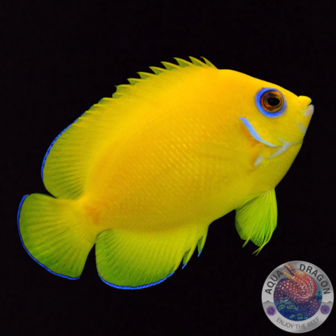 Centropyge flavissima „Zitronen-Zwergkaiserfisch“ Nachzucht