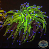 Euphyllia glabrescens „OG Holy Grail“