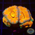 Micromussa spp. „DL Rainbow“ 🌈