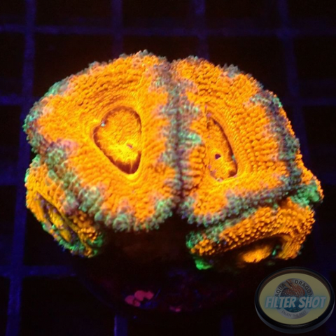 Micromussa spp. „DL Rainbow“ 🌈