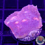 Echinophyllia spp. “Hell’s Eye”