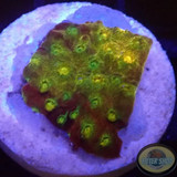 Cyphastrea spp. „Dark Gold“