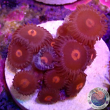 Krustenanemonen „Egg Yolks“ WYSIWYG