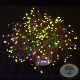 Euphyllia glabrescens „Jamaika“ 🇯🇲 WYSIWYG „AD Special“