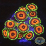 Krustenanemonen „Watermelon“ 🍉