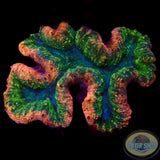 Symphyllia spp. „Rainbow“ WYSIWYG „AD Special“