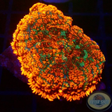 Rhodactis spp. „Fire&Ice“