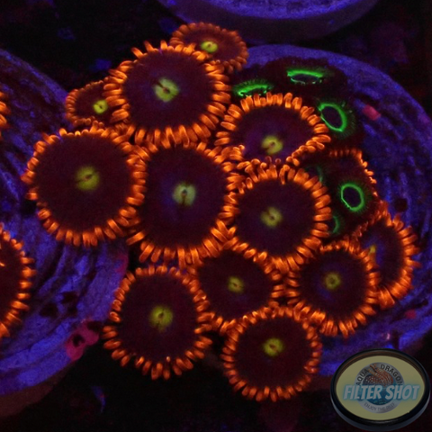 Krustenanemonen „Fire & Ice & Mean Green“ WYSIWYG