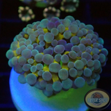 Euphyllia baliensis 🍌 „Banana“