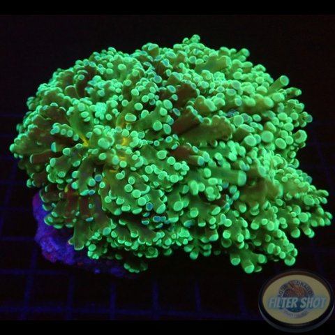 Euphyllia paradivisa “Yellow Heart” WYSIWYG “AD Special”