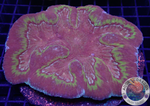 Lobophyllia spp. „Golden Sand“ WYSIWYG „AD Special“