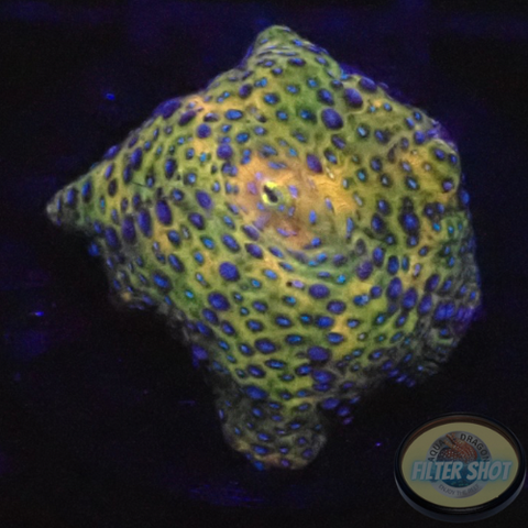 Discosoma spp. „Blue Croco“ WYSIWYG „AD Special“