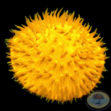 Fungia spp. „Sun Dome“ WYSIWYG „AD Special“