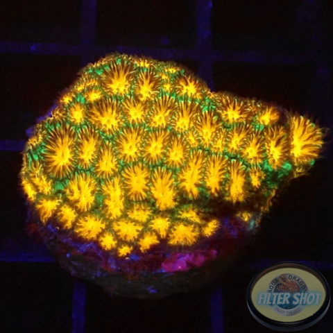 Leptastrea spp. “Golden Valley” WYSIWYG