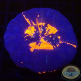 Homophyllia australis „Superman Extreme“ WYSIWYG