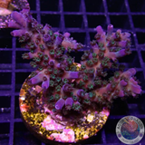 Acropora tortuosa „Electric Miyagi“ WYSIWYG „AD Special“
