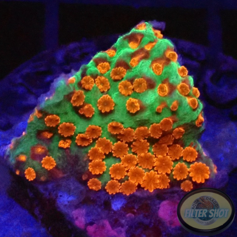 Montipora spp. „Reverse Sunset“ WYSIWYG „AD Special“