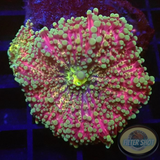 Ricordea yuma 🍭 „Jumbo Candy“ WYSIWYG „AD Special“