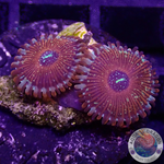 Krustenanemonen „Seduction“