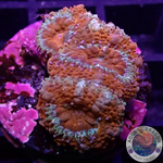 Micromussa spp. “Forest Fire” WYSIWYG “AD Special”