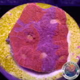 Echinophyllia spp. „Purple Bugatti“ WYSIWYG