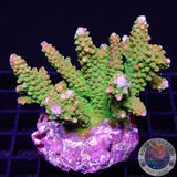 Acropora divaricata „Mango Garden“ WYSIWYG