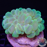 Plerogyra sinuosa „Toxic Lemon“ WYSIWYG