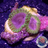 Krustenanemonen „Carnival“ WYSIWYG „AD Special“