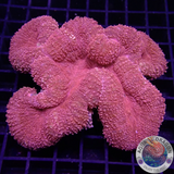 Lobophyllia spp. „Firestarter“ 🔥 WYSIWYG „AD Special“