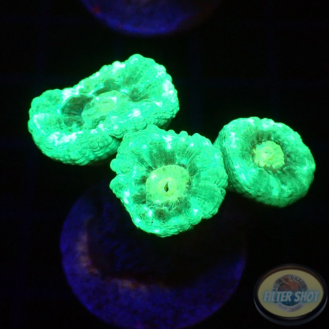 Caulastraea spp. “Mint” WYSIWYG