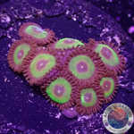 Krustenanemonen „Rasta Cousin“