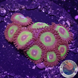 Krustenanemonen „Rasta Cousin“