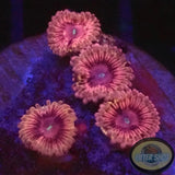 Krustenanemonen „Hot Kush“ WYSIWYG „AD Special“