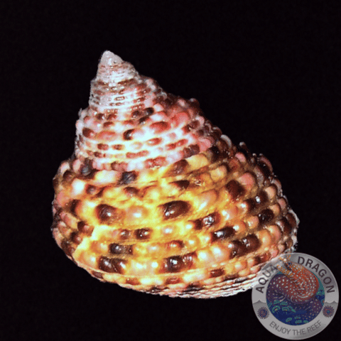 Euchelus lischkei „Kreiselschnecke“