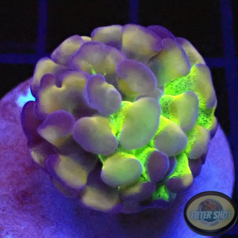 Euphyllia baliensis „Baby Voodoo“