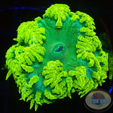 Phymanthus crucifer WYSIWYG