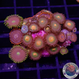 Krustenanemonen „Mixi Daisy“ WYSIWYG