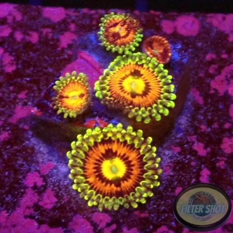 Krustenanemonen „Rainbow Incinerator“