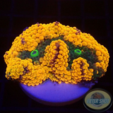 Ricordea florida „Shyne“ WYSIWYG „AD Special“