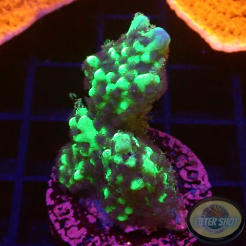 Montipora capitata „Berry“