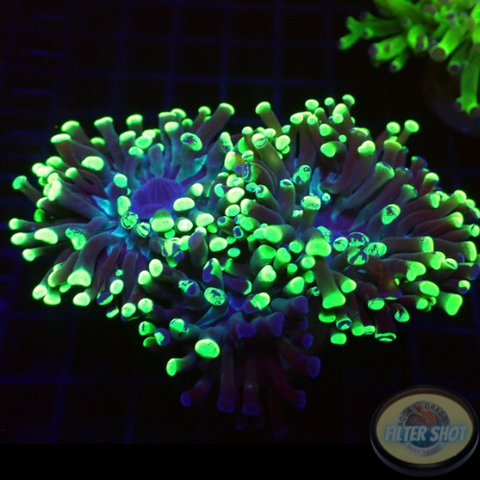 Euphyllia paraancora “Ink Splash” WYSIWYG “AD Special”