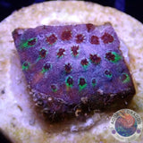 Cyphastrea spp. „Rainbow Skittles“ WYSIWYG „AD Special“