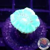 Caulastraea spp. „Toxic Mint“