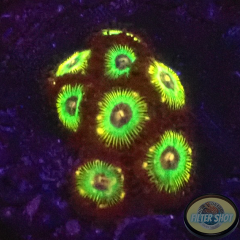 Krustenanemonen „Brazil“