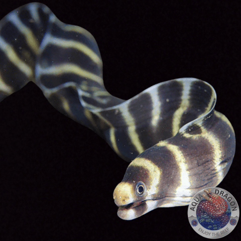Echidna polyzona „Ringelmuräne“ M