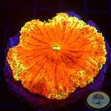 Blastomussa vivida „Jumbo Flambés“ WYSIWYG