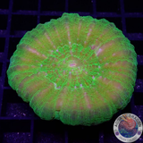 Homophyllia australis „Toxic Donut“ WYSIWYG