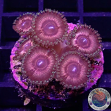 Krustenanemonen „Devils Armor“ WYSIWYG