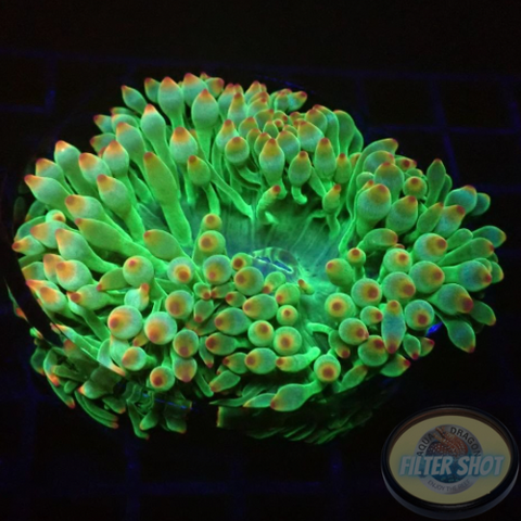 Entacmaea quadricolor WYSIWYG